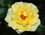 Goldmoss rose photo