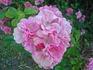 Heidi rose photo