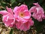 Nora Cunningham rose photo