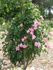 Nora Cunningham rose photo