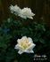 Golden Age rose photo