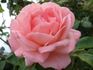 Rosy Mantle rose photo
