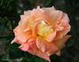 Marmalade rose photo