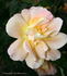 Marmalade rose photo