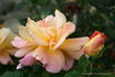 Marmalade rose photo