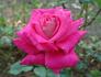 Editor Tommy Cairns rose photo