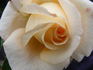 European Touch rose photo