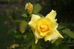 Anthony Meilland rose photo