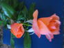 Sunset Boulevard rose photo