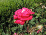 Miami Playa rose photo