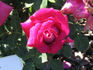 Mercè rose photo
