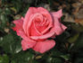Royal Dot rose photo