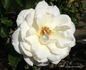Saratoga rose photo