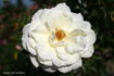 Saratoga rose photo