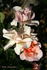 Bambi rose photo