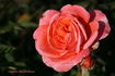 Cimarosa rose photo