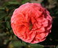 Cimarosa rose photo