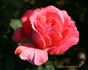 Sweet Gesture rose photo
