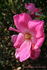 Frances Ashton rose photo