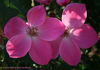 Frances Ashton rose photo