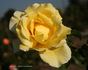 Allspice rose photo
