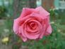 Catherine Marie rose photo
