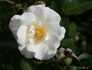 Fragrant Wave ™ rose photo
