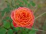 Busy Bee ™ rose photo