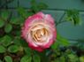 Fancy Pants ™ rose photo