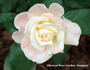 Titanic rose photo