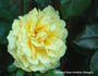 Something Special rose photo