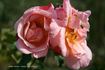 Pink Pillar rose photo
