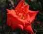 Cheshire Life rose photo