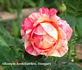Goddess of Love rose photo