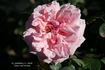 Jonkheer J. L. Mock, Cl. rose photo