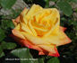 Barry Stephens rose photo