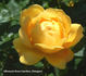 Golden Wedding rose photo