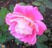Big Splash rose photo