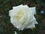 Victorian Lace rose photo