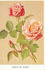 Comte de Semby rose photo