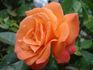 Bucks Fizz rose photo