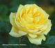 Something Special rose photo
