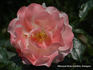 Fifi rose photo