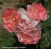 Fifi rose photo
