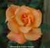 Gavnø ™ rose photo