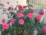 Christine Lanson rose photo