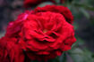 Dalli Dalli ® rose photo