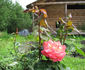 Ambassador (hybrid tea, Hjermind rose photo
