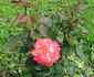 Ambassador (hybrid tea, Hjermind rose photo