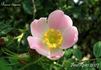 <i>Rosa caesia</i> Sm. rose photo